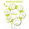 sensation_process